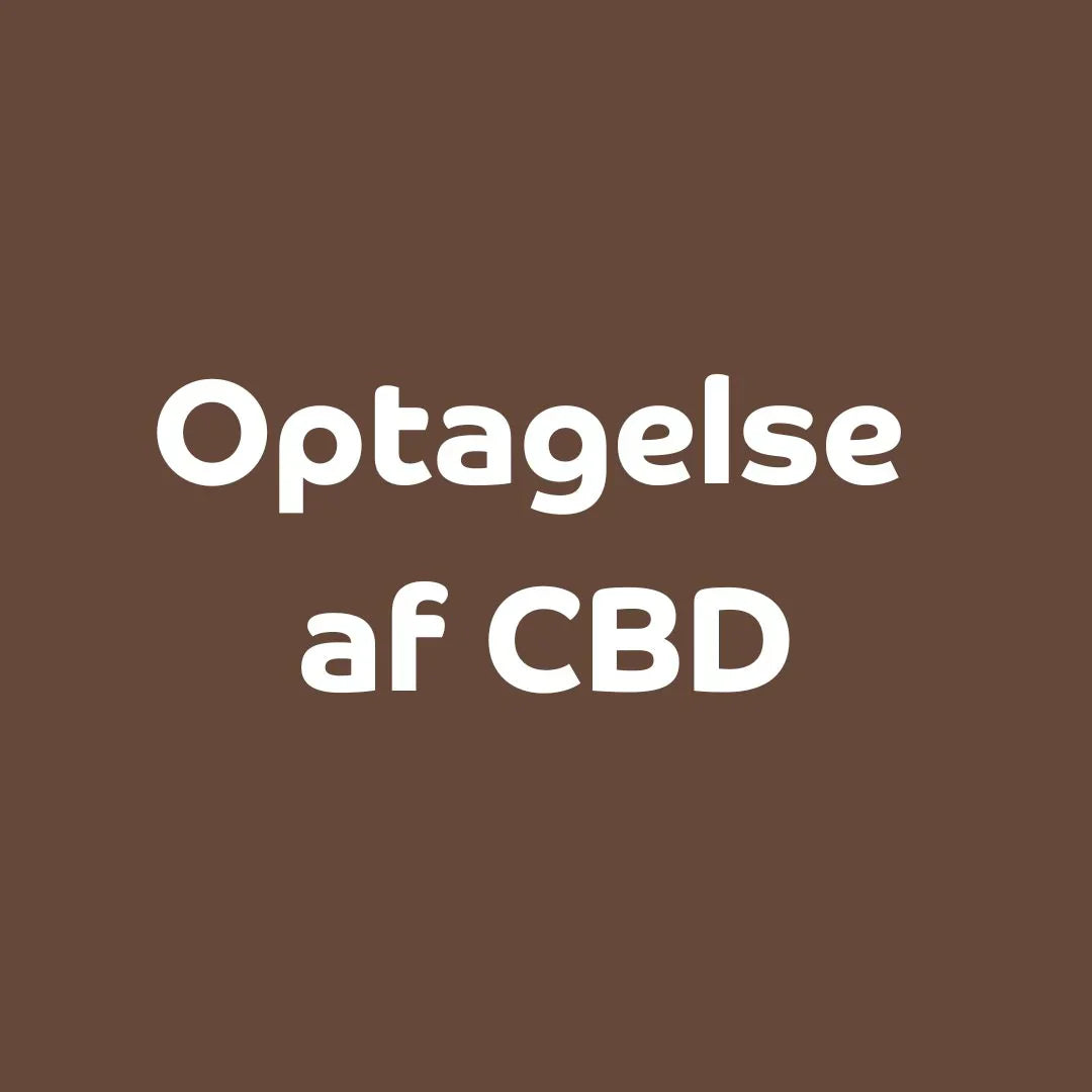 Hvordan optages og fungerer CBD-olie i kroppen?